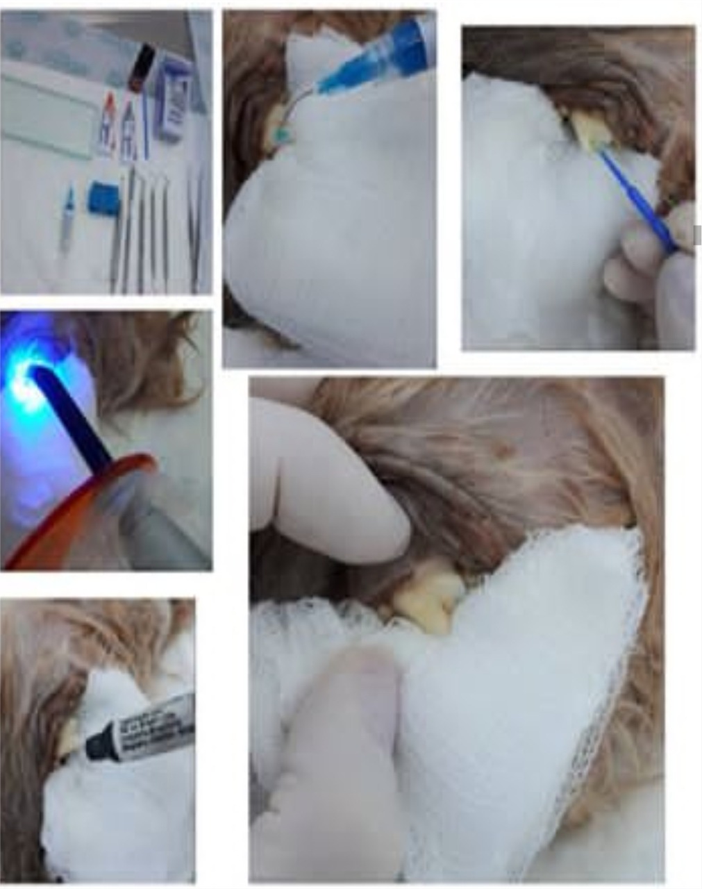 Endodontia - Pet Dente